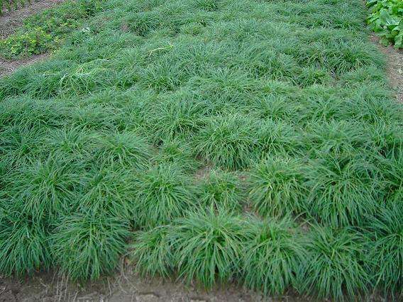 绿化麦冬苗种植基地,麦冬苗繁育方式